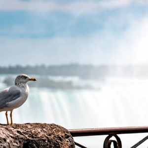 Niagarafälle – Türkisfarbenes Wasser und majestätische Wasserfälle in beeindruckenden Fotoaufnahmen.