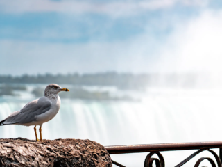 Niagarafälle – Türkisfarbenes Wasser und majestätische Wasserfälle in beeindruckenden Fotoaufnahmen.