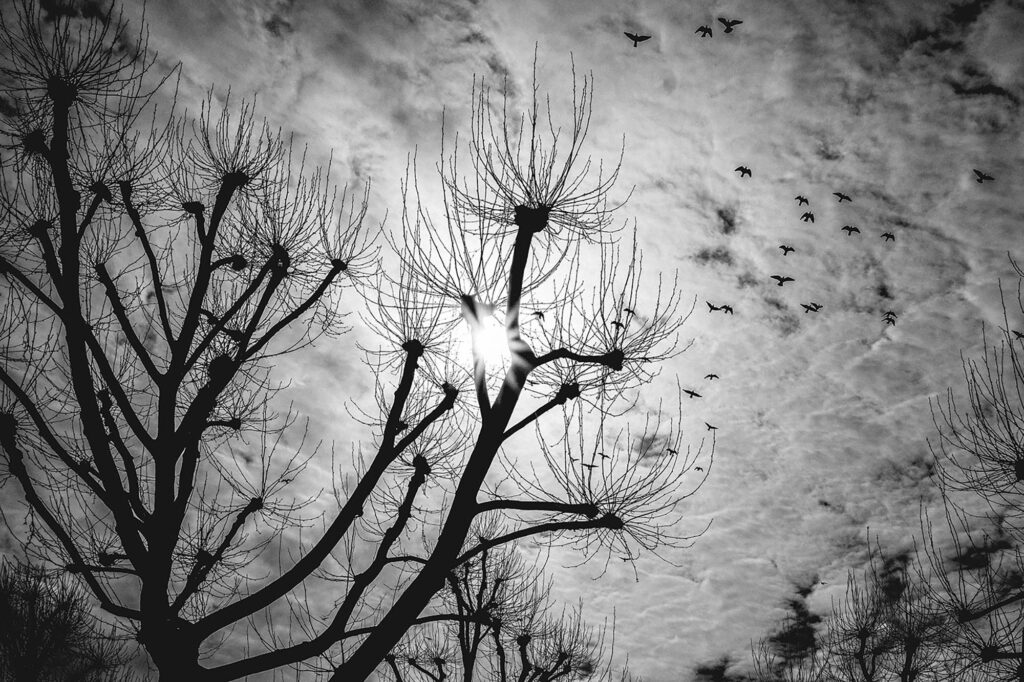 Winterflucht Die Fotografie zeigt ein Spiel aus Licht und Schatten, wo zarte Sonnenstrahlen durch das Geäst nackter Platanen brechen. Vor dem dynamischen Himmel kreuzen Vogelsilhouetten den Weg des Lichts und vollenden so die monochrome Aufnahme.