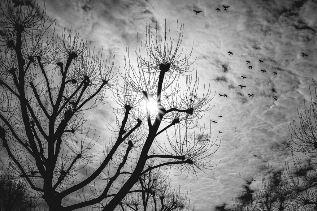 Schwarzweißfotografie kahler Winterbäume vor bewölktem Himmel, durch deren Äste die Sonne scheint, während ein Schwarm Vögel davonfliegt.