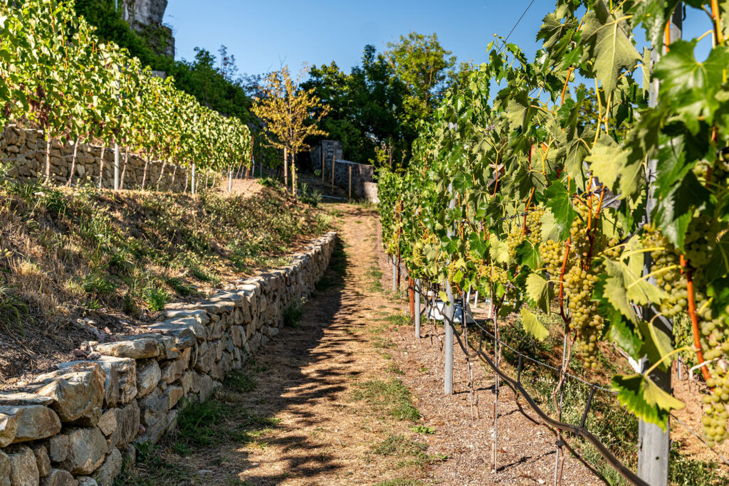 Weg zwischen Rebzeilen und Natursteinmauern im Limburger Schlosswingert