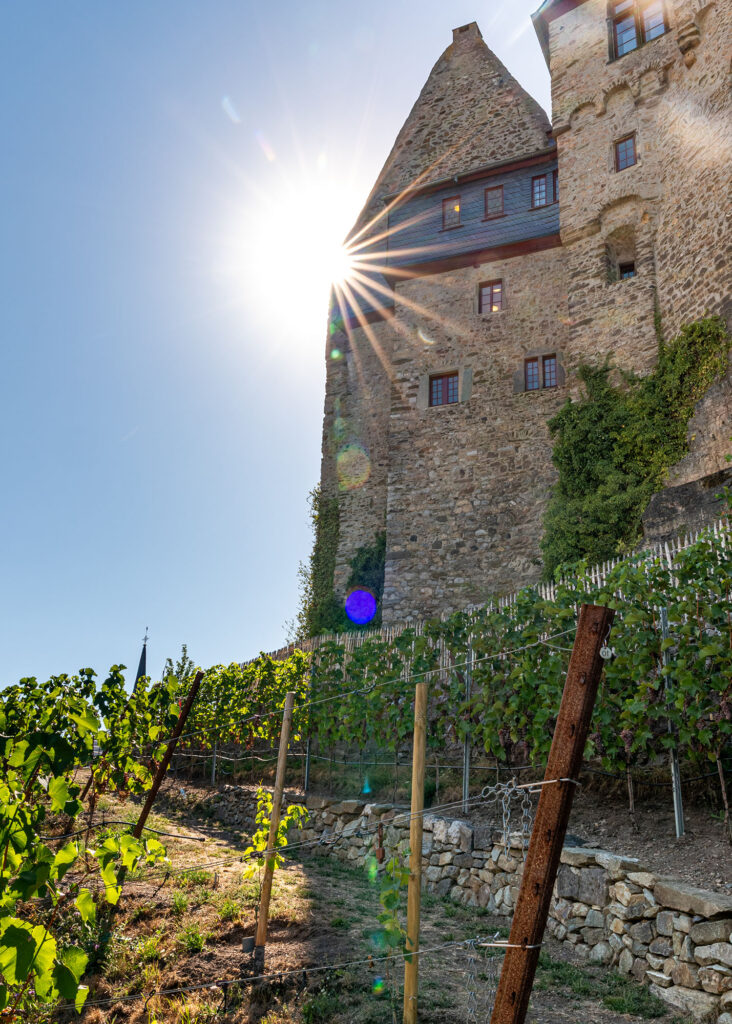 Rebzeilen des Limburger Schlosswingerts vor dem historischen Schloss