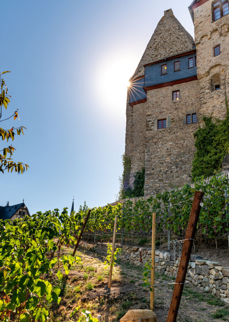 Rebzeilen des Limburger Schlosswingerts vor dem historischen Schloss