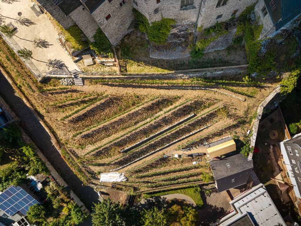 Rebzeilen und Natursteinmauern des Limburger Schlosswingerts aus der Luft