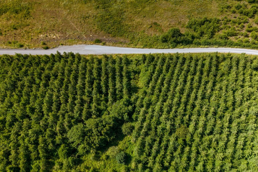 Luftbild einer jungen Aufforstung neben einem Weg